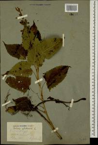 Salvia glutinosa L., Caucasus, Georgia (K4) (Georgia)