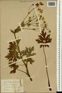 Ranunculus sericeus Banks & Sol., South Asia, South Asia (Asia outside ex-Soviet states and Mongolia) (ASIA) (Turkey)