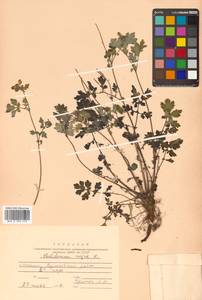 Chelidonium majus L., Siberia, Russian Far East (S6) (Russia)