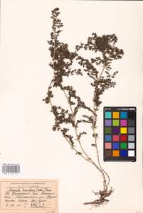 Galium humifusum M.Bieb., Middle Asia, Caspian Ustyurt & Northern Aralia (M8) (Kazakhstan)