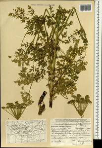 Cnidium dauricum (Jacq.) Turcz. ex Fisch. & C. A. Mey., Mongolia (MONG) (Mongolia)