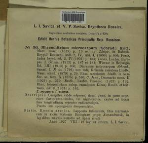 Bucklandiella microcarpos (Hedw.) Bedn.-Ochyra & Ochyra, Bryophytes, Bryophytes - Karelia, Leningrad & Murmansk Oblasts (B4) (Russia)