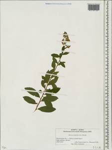 Spiraea alba var. latifolia (Aiton) H. E. Ahles, Eastern Europe, Moscow region (E4a) (Russia)