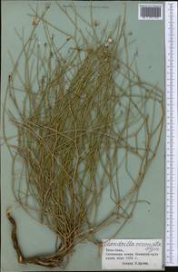 Chondrilla leiosperma Kar. & Kir., Middle Asia, Pamir & Pamiro-Alai (M2) (Tajikistan)