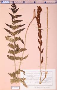 Osmundastrum cinnamomeum subsp. asiaticum (Fernald) Fraser-Jenk., Siberia, Russian Far East (S6) (Russia)
