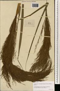 Neyraudia arundinacea (L.) Henrard, South Asia, South Asia (Asia outside ex-Soviet states and Mongolia) (ASIA) (Philippines)