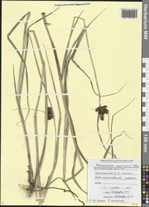 Bolboschoenus maritimus (L.) Palla, Caucasus, Black Sea Shore (from Novorossiysk to Adler) (K3) (Russia)