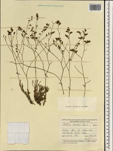 Limonium carnosum (Boiss.) Kuntze, South Asia, South Asia (Asia outside ex-Soviet states and Mongolia) (ASIA) (Iran)