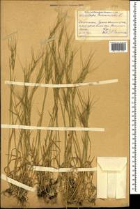 Aegilops triuncialis L., Caucasus, Dagestan (K2) (Russia)