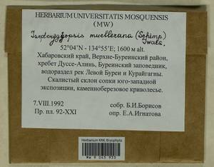 Isopterygiopsis catagonioides (Broth.) Ignatov & Ignatova, Bryophytes, Bryophytes - Russian Far East (excl. Chukotka & Kamchatka) (B20) (Russia)