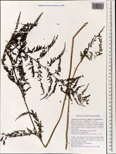 Odontosoria chinensis subsp. chinensis, South Asia, South Asia (Asia outside ex-Soviet states and Mongolia) (ASIA) (Vietnam)