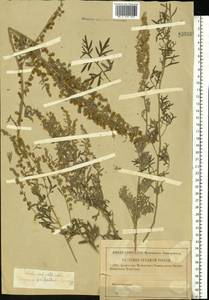 Artemisia absinthium L., Eastern Europe, Middle Volga region (E8) (Russia)