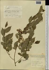 Salix pseudopentandra (Flod.) Flod., Siberia, Baikal & Transbaikal region (S4) (Russia)