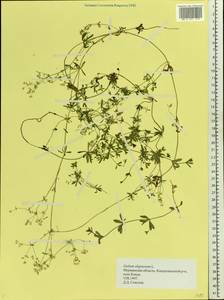 Galium uliginosum L., Eastern Europe, Northern region (E1) (Russia)