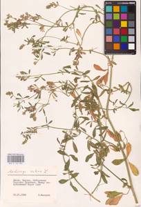 Medicago sativa L., Eastern Europe, Lithuania (E2a) (Lithuania)