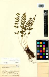 Cystopteris fragilis (L.) Bernh., Siberia, Baikal & Transbaikal region (S4) (Russia)