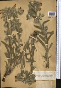 Onosma dichroantha Boiss., Middle Asia, Dzungarian Alatau & Tarbagatai (M5) (Kazakhstan)