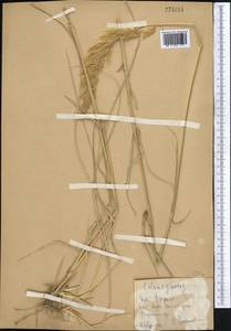 Calamagrostis epigejos (L.) Roth, Middle Asia, Kopet Dag, Badkhyz, Small & Great Balkhan (M1) (Turkmenistan)