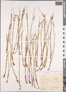 Juncus fauriensis subsp. kamschatcensis (Buch.) Novikov, Siberia, Russian Far East (S6) (Russia)