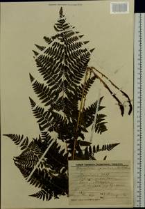 Dryopteris cristata (L.) A. Gray, Eastern Europe, Middle Volga region (E8) (Russia)