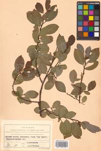 Salix taraikensis Kimura, Siberia, Russian Far East (S6) (Russia)