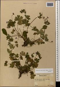 Geranium pyrenaicum Burm. f., Caucasus, South Ossetia (K4b) (South Ossetia)