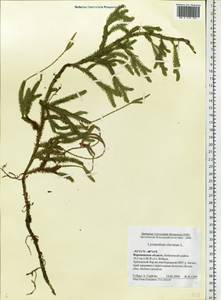 Lycopodium clavatum L., Eastern Europe, Central forest-and-steppe region (E6) (Russia)