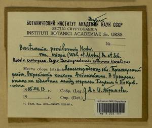 Bartramia pomiformis Hedw., Bryophytes, Bryophytes - Karelia, Leningrad & Murmansk Oblasts (B4) (Russia)