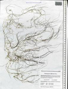 Stuckenia filiformis (Pers.) Börner, Eastern Europe, Northern region (E1) (Russia)