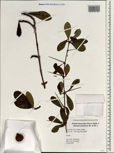 Catunaregam tomentosa (Blume ex DC.) Tirveng., South Asia, South Asia (Asia outside ex-Soviet states and Mongolia) (ASIA) (Vietnam)