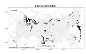 Sagina saginoides (L.) Karst., Atlas of the Russian Flora (FLORUS) (Russia)