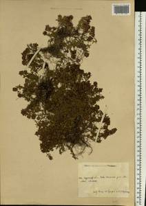 Thymus calcareus Klokov & Des.-Shost., Eastern Europe, Central forest-and-steppe region (E6) (Russia)