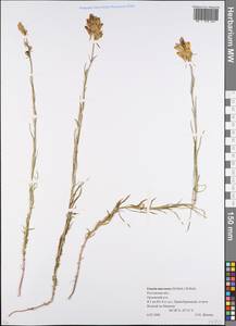 Linaria macroura (M. Bieb.) M. Bieb., Eastern Europe, Rostov Oblast (E12a) (Russia)