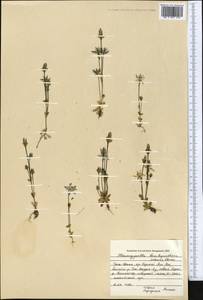 Lomatogonium brachyantherum (C. B. Cl.) Fern., Middle Asia, Northern & Central Tian Shan (M4) (Kyrgyzstan)