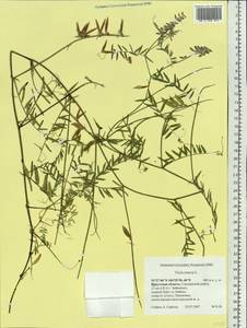 Vicia cracca L., Siberia, Baikal & Transbaikal region (S4) (Russia)
