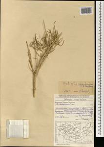 Haloxylon ammodendron (C. A. Mey.) Bunge ex Fenzl, Mongolia (MONG) (Mongolia)