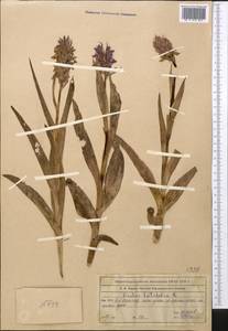 Dactylorhiza incarnata (L.) Soó, Middle Asia, Western Tian Shan & Karatau (M3) (Kazakhstan)