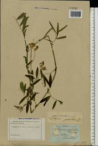 Lathyrus palustris L., Eastern Europe, South Ukrainian region (E12) (Ukraine)