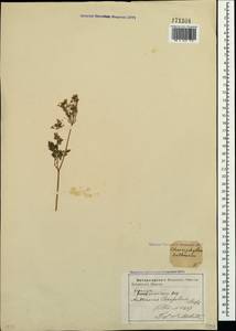 Chaerophyllum bulbosum L., Crimea (KRYM) (Russia)