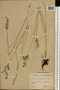 Juncus alpinoarticulatus Chaix, Eastern Europe, Moscow region (E4a) (Russia)