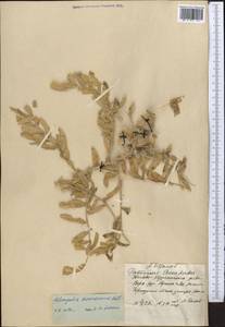 Astragalus sieversianus Pall., Middle Asia, Muyunkumy, Balkhash & Betpak-Dala (M9) (Kazakhstan)