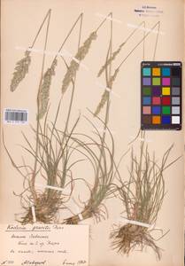 Koeleria pyramidata (Lam.) P.Beauv., Eastern Europe, Lower Volga region (E9) (Russia)
