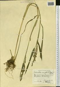 Echinochloa crus-galli (L.) P.Beauv., Siberia, Russian Far East (S6) (Russia)