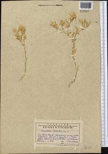 Cerastium dichotomum L., Middle Asia, Western Tian Shan & Karatau (M3) (Kazakhstan)