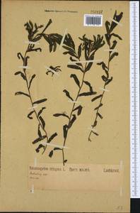 Potamogeton crispus L., Western Europe (EUR) (Not classified)