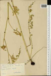 Delphinium schmalhausenii Albov, Eastern Europe, Central forest-and-steppe region (E6) (Russia)