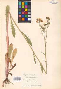 Crepis biennis L., Eastern Europe, Moscow region (E4a) (Russia)
