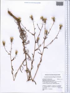 Cousinia krauseana Regel & Schmalh. ex Regel, Middle Asia, Western Tian Shan & Karatau (M3) (Kyrgyzstan)