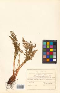 Woodsia ilvensis (L.) R. Br., Siberia, Russian Far East (S6) (Russia)