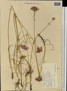 Allium angulosum L., Eastern Europe, South Ukrainian region (E12) (Ukraine)